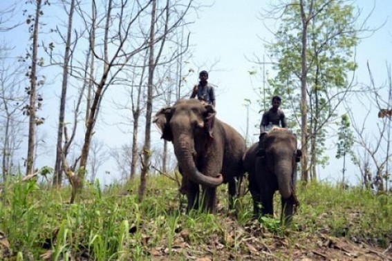 Assam trainers at Sepahijala Zoo :Training the human imprint wild elephant Assam trainers at Sepahijala Zoo :Training the human imprint wild elephant